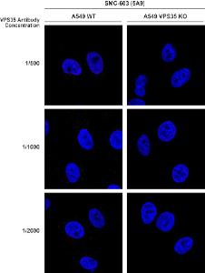 Immunocytochemistry/Immunofluorescence analysis of human A549 WT, VPS35 KO cells, using Anti-VPS35 Antibody [5A9] (A305033). The secondary antibody used was Donkey Anti-Mouse AlexaFluor 594. Clone can detect VPS35 at 1/2000 concentration