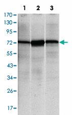 Anti-HSPA5 Mouse Monoclonal Antibody [clone: 4E3]