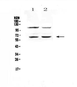 Anti-AMPK alpha 1 Polyclonal Antibody