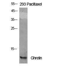 Antibody anti-GHRELIN 100 µg