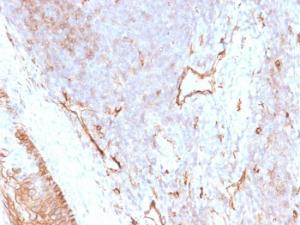 Immunohistochemical analysis of formalin-fixed, paraffin-embedded human tonsil using Anti-CD73 Antibody [NT5E/2505]