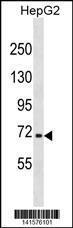 Anti-NFE2L3 Rabbit Polyclonal Antibody (APC (Allophycocyanin))