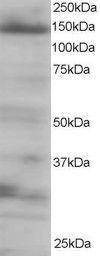 Anti-EIF4ENIF1 Antibody (A83228) staining (0.25 µg/ml) of 293 lysate (RIPA buffer, 35 µg total protein per lane). Primary incubated for 1 hour. Detected by western blot using chemiluminescence