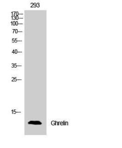 Antibody anti-GHRELIN 100 µg