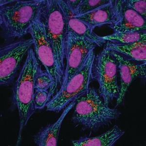 RedDot™1 Far-Red Nuclear Stain, 200X in Water, Biotium