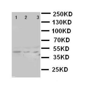 Anti-SAPK4 Rabbit Polyclonal Antibody