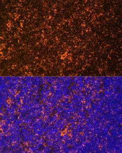 Immunofluorescence analysis of rat thymus using Anti-Fyn Antibody (A309065) at a dilution of 1:100 (40X lens). DAPI was used to stain the cell nuclei (blue)