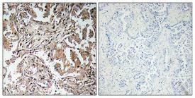 Antibody anti-GHRELIN 100 µg