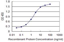 Anti-EPHB1 Mouse Monoclonal Antibody [clone: 4G6]