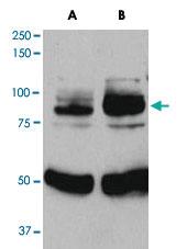 Anti-APPL1 Goat Polyclonal Antibody