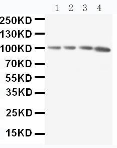 Anti-RIAM Rabbit Polyclonal Antibody