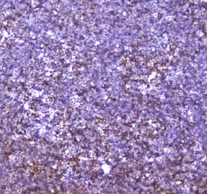 Anti-CBFb Polyclonal Antibody