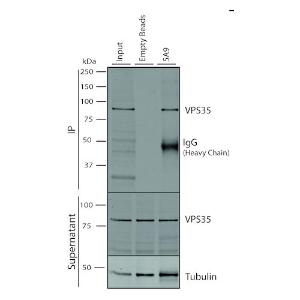 Immunoprecipitation analysis of mouse embryonic fibroblast using Anti-VPS35 Antibody [5A9] (A305033)