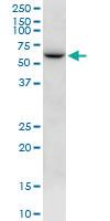 Anti-NTN5 Mouse Polyclonal Antibody