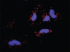 Anti-STAT1 + FRAP1 Antibody Pair