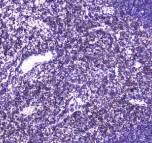 Anti-CBFb Polyclonal Antibody