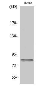 Western blot analysis of various cells using Anti-HSL Antibody