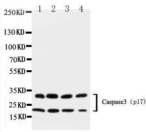 Anti-Caspase-3 (P17) Rabbit Polyclonal Antibody