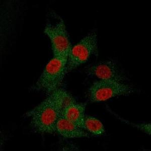 Immunofluorescent analysis of U87MG cells stained with Anti-CD73 Antibody [NT5E/2505] followed by Goat Anti-Mouse IgG (CF&#174; 488) (Green) Membrane stained with Phalloidin (Red)