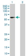 Anti-NTN5 Mouse Polyclonal Antibody