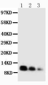 Anti-Caspase-3 (P17) Rabbit Polyclonal Antibody