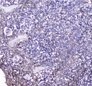 Anti-BCMA Polyclonal Antibody