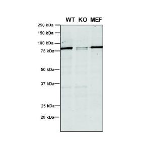 Western blot analysis of Human, mouse A549, MEF showing detection of VPS35 protein using Anti-VPS35 Antibody [5A9] (A305033) at 1:5 (tissue culture supernatant)