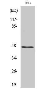 Anti-ZNF174 Rabbit Polyclonal Antibody