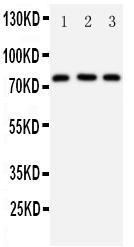 Anti-DDX4/MVH Rabbit Polyclonal Antibody