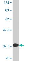 Anti-CD24 Mouse Monoclonal Antibody [clone: 1C4]