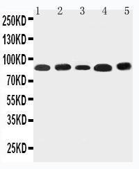 Anti-NOX5 Rabbit Polyclonal Antibody