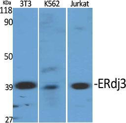 Western blot analysis of various cells using Anti-DNAJB11 Antibody