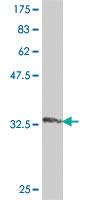 Anti-RXFP3 Mouse Polyclonal Antibody