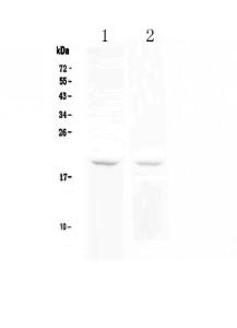 Anti-BCMA Polyclonal Antibody