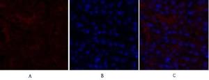 Immunofluorescence analysis of mouse kidney tissue using Anti-CDH2 Antibody (red) at 1:200 (4 °C overnight). Cy3 labelled secondary antibody was used at 1:300 (RT 50min). Panel A: Target. Panel B: DAPI. Panel C: Merge