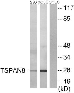 Western blot analysis of lysates from 293 and COLO cells using Anti-TSPAN8 Antibody. The right hand lane represents a negative control, where the antibody is blocked by the immunising peptide