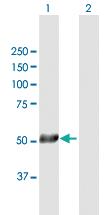 Anti-TRAF2 Mouse Polyclonal Antibody