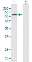 Anti-NLRP8 Mouse Polyclonal Antibody