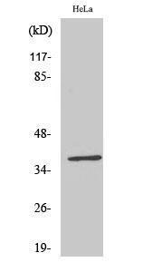 Western blot analysis of MCF7 cells using Anti-DNAJB11 Antibody