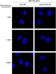 Immunocytochemistry/Immunofluorescence analysis of human A549 WT, VPS35 KO cells, using Anti-VPS35 Antibody [8A3] (A305034). The secondary antibody used was Donkey Anti-Mouse AlexaFluor 594. Clone can detect VPS35 at 1/2000 concentration.