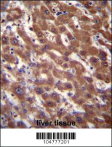 Anti-RCE1 Rabbit Polyclonal Antibody