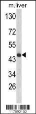 Anti-HPD Rabbit Polyclonal Antibody (AP (Alkaline Phosphatase))