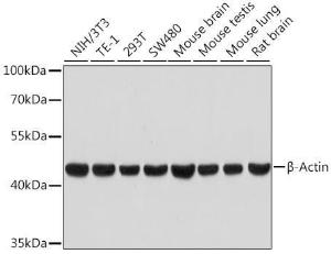 Western blot analysis of extracts of various cell lines, using Anti-beta Actin Antibody [ARC5115-01] (A92938) at 1:10,000 dilution. Lysates/proteins were present at 25 µg per lane. The blocking buffer used was 3% non-fat dry milk in TBST. Detection was with a ECL Basic Kit. Exposure time: 30s