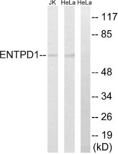 Anti-CD39 Rabbit Polyclonal Antibody