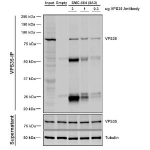 Immunoprecipitation analysis of mouse embryonic fibroblast using Anti-VPS35 Antibody [8A3] (A305034). Three amounts of A305034 (3, 1 and 0.3 ug) were non-covalently coupled to 10uL of A/G sepharose beads for 1 hour at 4°C and next incubated with 250ug of A549 lysate for 2 hours at 4°C.