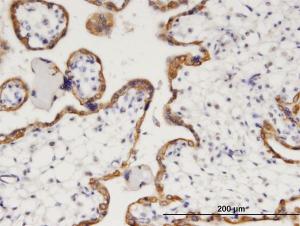 Anti-HPGD Mouse Monoclonal Antibody [clone: 1D8]