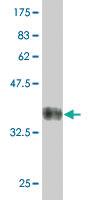 Anti-BIN3 Mouse Polyclonal Antibody