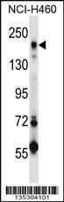 Anti-MRC2 Rabbit Polyclonal Antibody (PE (Phycoerythrin))