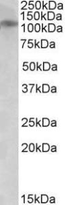 Anti-GRIN3B Antibody (A84847) (0.5µg/ml) staining of Human Cerebellum lysate (35µg protein in RIPA buffer). Primary incubation was 1 hour. Detected by chemiluminescence.