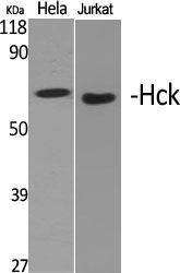 Western blot analysis of various cells using Anti-HCK Antibody